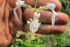 Ocimum labiatum