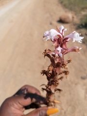 Satyrium hallackii ocellatum