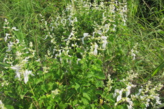 Ocimum labiatum