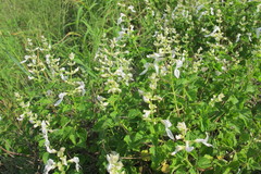Ocimum labiatum