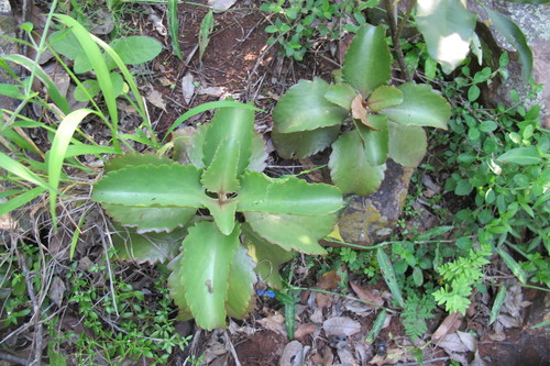 Image of Kalanchoe sexangularis by (c) James Deacon, some rights reserved (CC BY-SA)