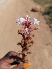 Satyrium hallackii ocellatum