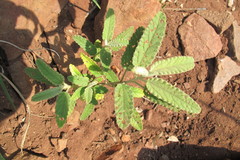 Corchorus kirkii