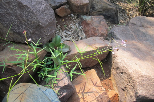 Cleome macrophylla (Cleome macrophylla)