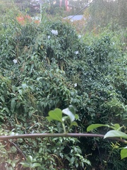 Stephanorhynchus crassus