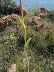 Satyrium hallackii ocellatum