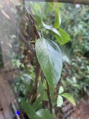 Stephanorhynchus crassus