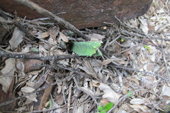 Stapelia clavicorona