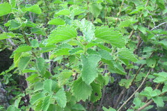 Tetradenia brevispicata