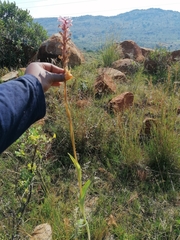 Satyrium hallackii ocellatum