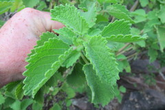 Tetradenia brevispicata