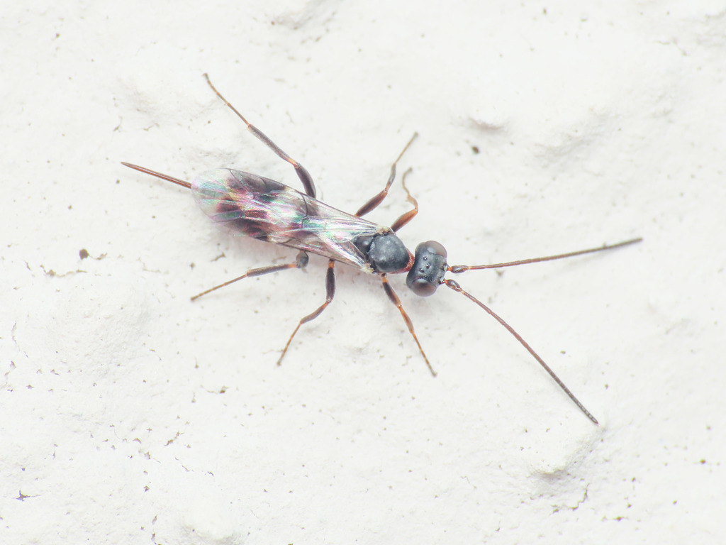 Gelis longicauda