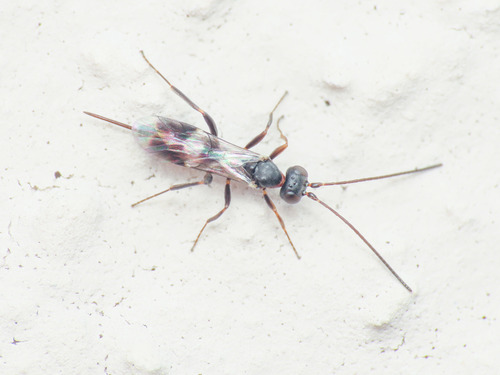 Gelis longicauda