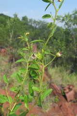 Hermannia boraginiflora