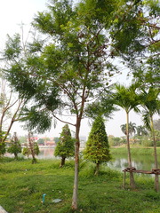 Jacaranda mimosifolia