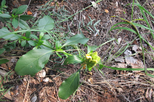 Image of Barleria crossandriformis by (c) James Deacon, some rights reserved (CC BY-SA)