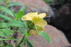 Barleria crossandriformis