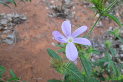 Barleria saxatilis
