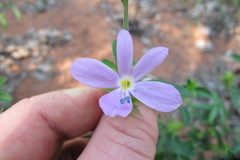 Barleria saxatilis