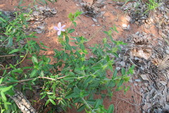 Barleria saxatilis