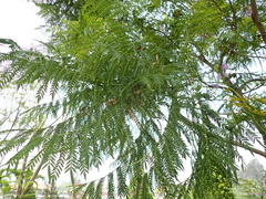 Jacaranda mimosifolia