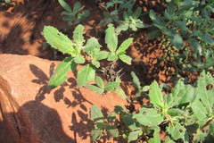 Blepharis diversispina