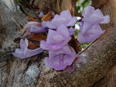 Jacaranda mimosifolia