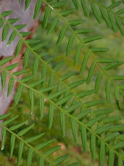 Jacaranda mimosifolia