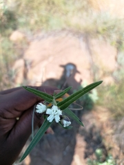 Aspidoglossum albocoronatum