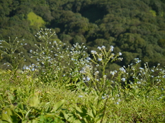 Adelocaryum lambertianum