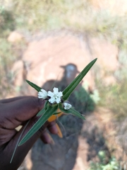 Aspidoglossum albocoronatum