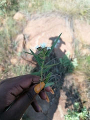 Aspidoglossum albocoronatum