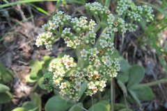 Crassula swaziensis