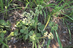 Crassula swaziensis