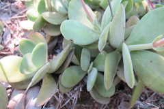 Crassula swaziensis