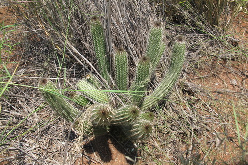 Image of Tavaresia barklyi by (c) James Deacon, some rights reserved (CC BY-SA)