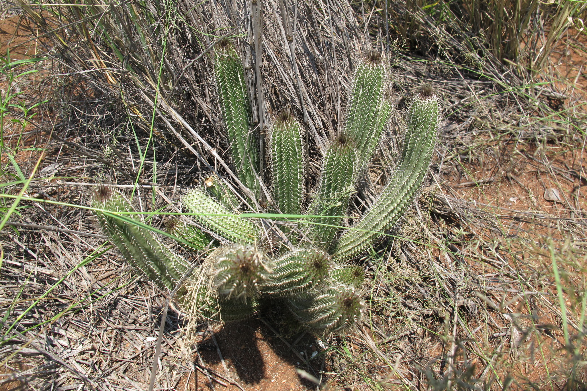 Tavaresia barklyi forma grandiflora 3