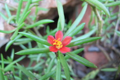 Portulaca kermesina