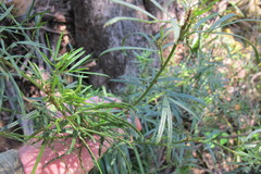 Psoralea platyphylla