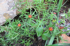 Portulaca kermesina