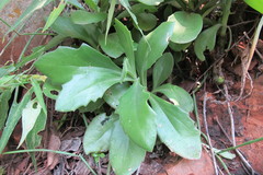 Kleinia fulgens