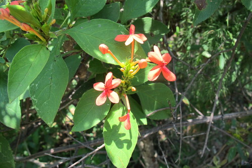 Red Mock-Plumbago (Ruspolia australis)
