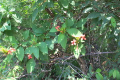 Ruspolia hypocrateriformis australis