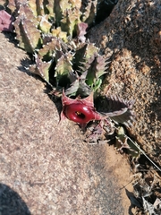 Huernia zebrina
