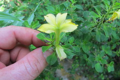 Barleria rotundifolia