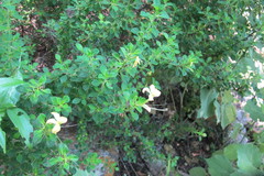 Barleria rotundifolia