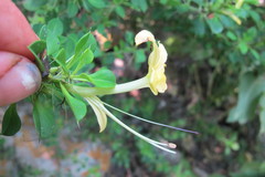 Barleria rotundifolia