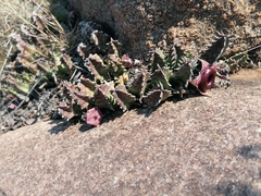 Huernia zebrina