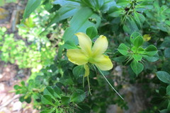 Barleria rotundifolia
