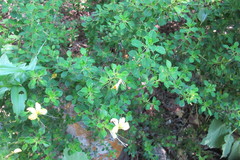 Barleria rotundifolia